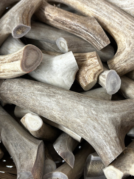 Natural Antler Cut-Offs For Crafts